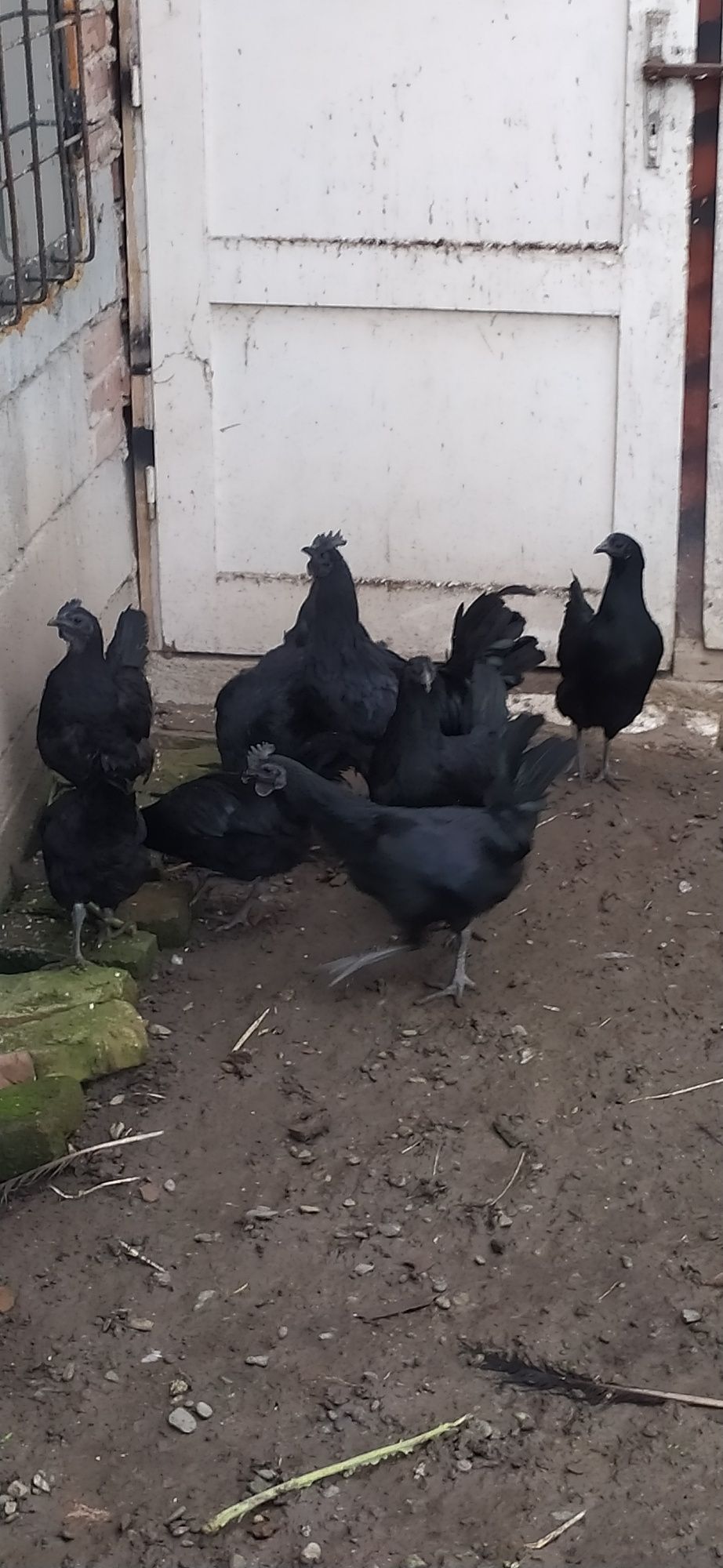 OKAZJA!Koguty  Ayam Cemani