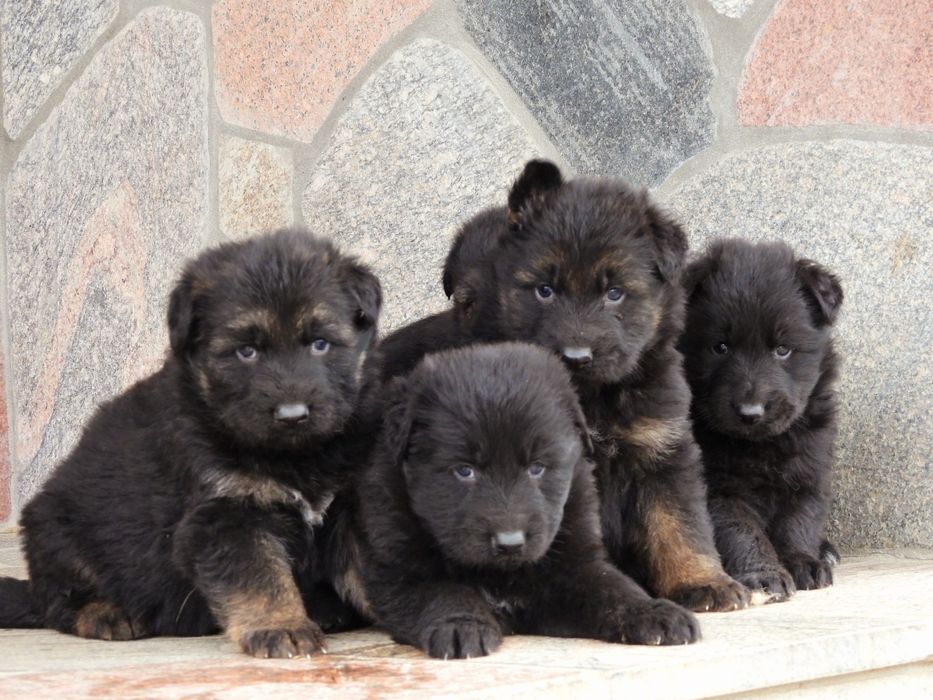 PIESEK !!! Owczarek Niemieck Długowłosy !!!