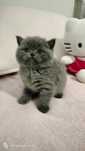 Macho British Shorthair
