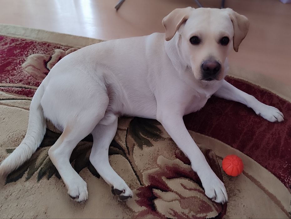 В'язка лабрадора