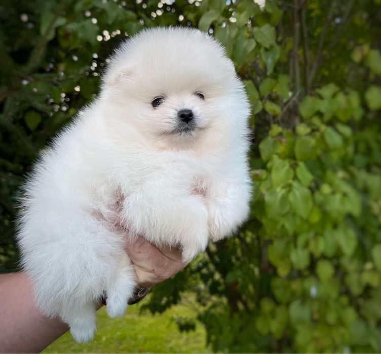 Samiec Pomeranian Szpic Miniaturowy Zkwp FCI