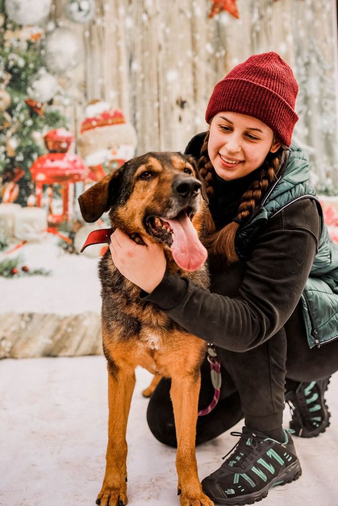 Max - dostojny pies do adopcji