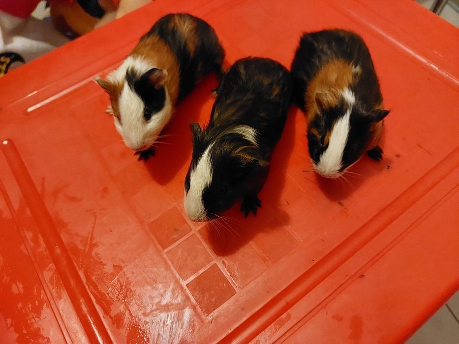 Świnki morskie sprzedam