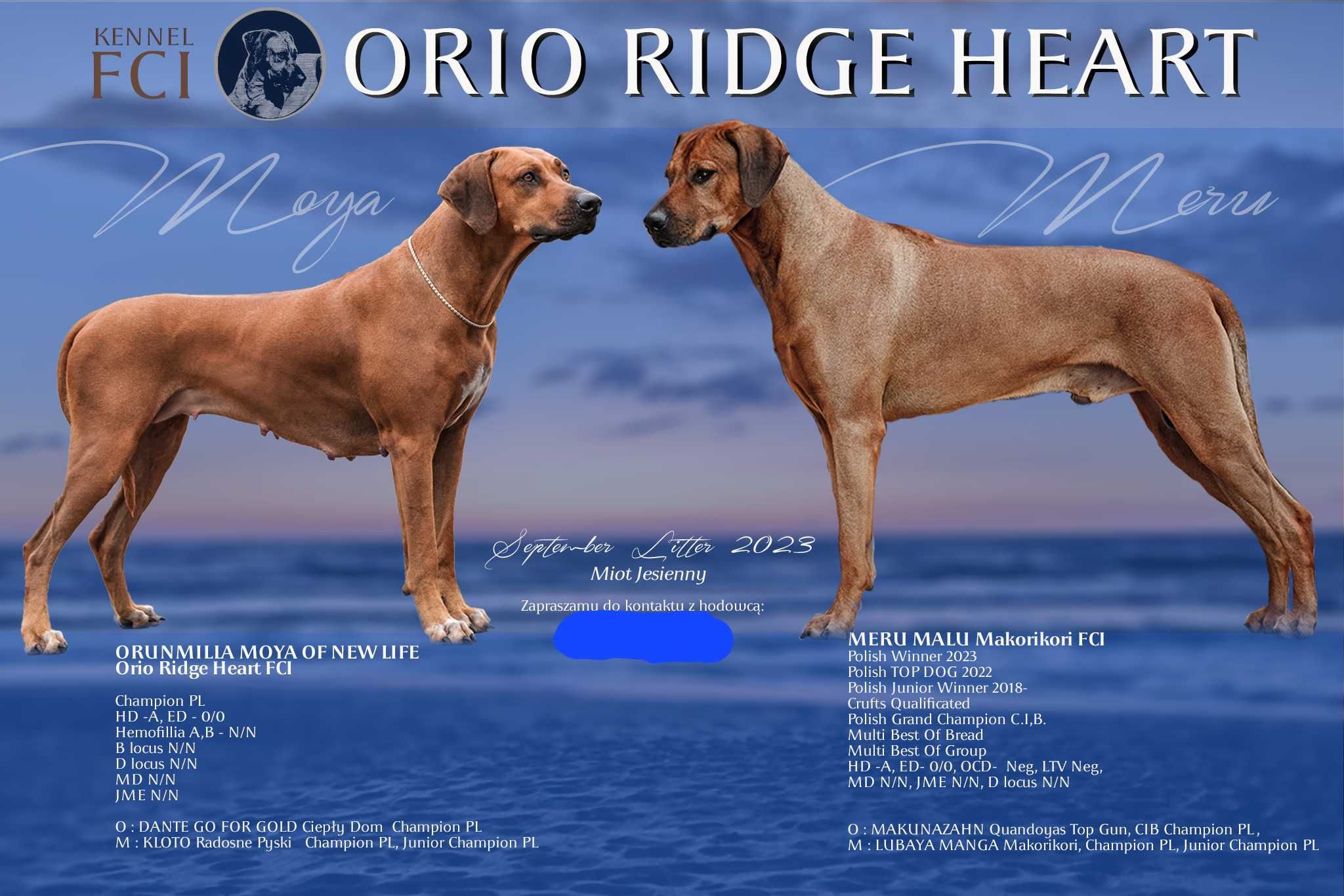 Rhodesian Ridgeback