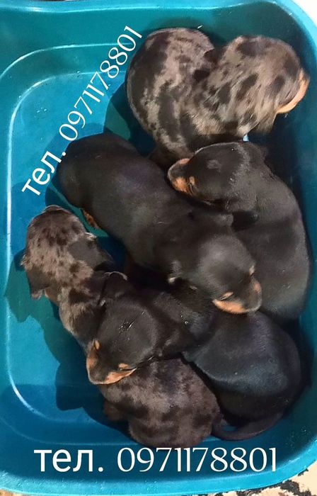 шукають люблячу родину міні такси