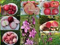 Червоном'ясі cорти яблуні Живці  для весняного щеплення