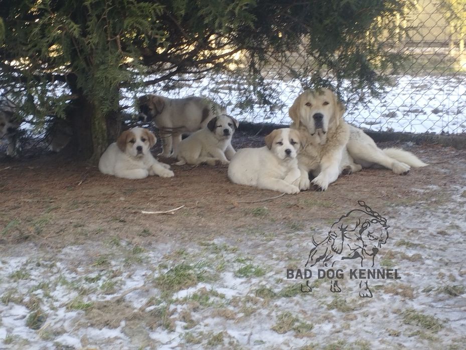 Szczenię Owczarek Środkowoazjatycki