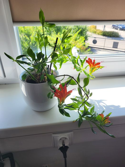 Szczepki sadzonki aeschyantus