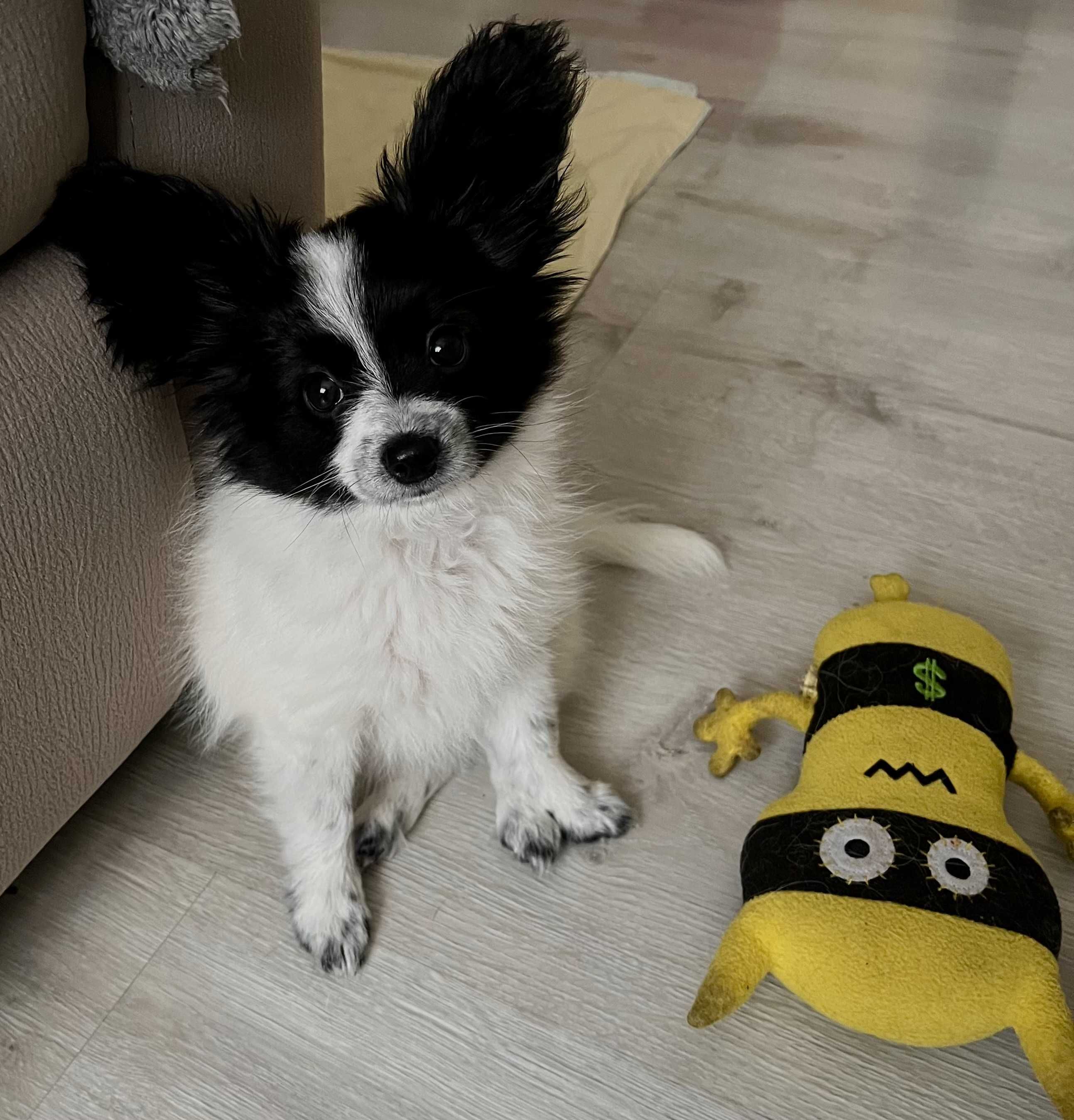 Papillon- cudna sunia