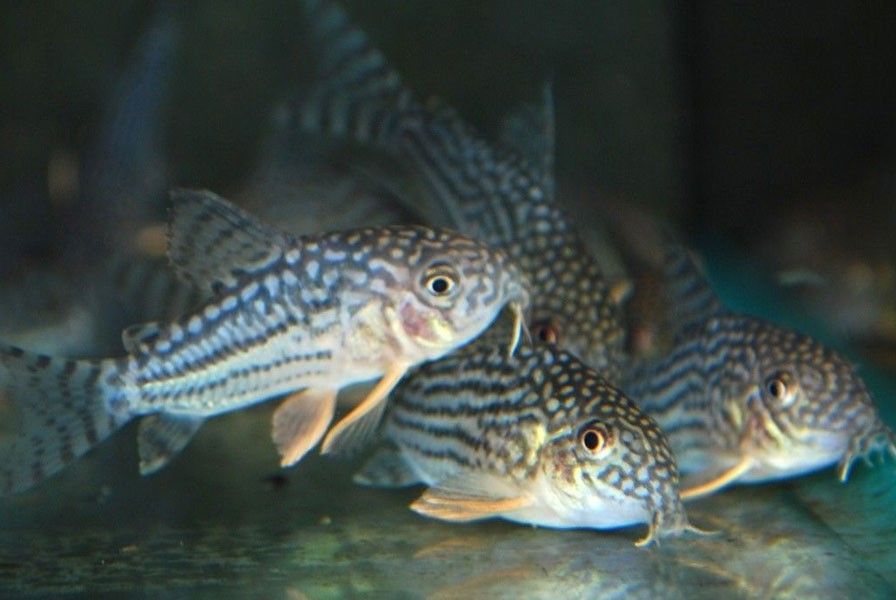 Kirys STERBY kirysek Corydoras STERBAI polska hodowla - Adamiak-ZOO