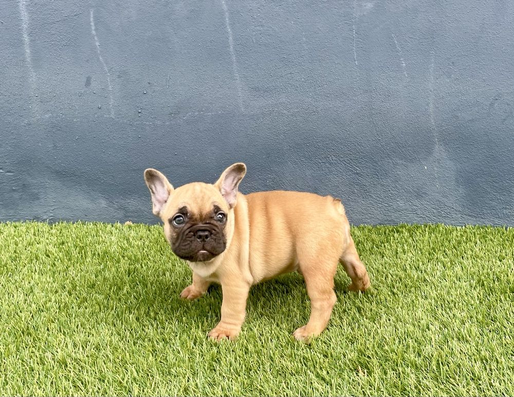 Bulldog Francês com LOP e Afixo Macho