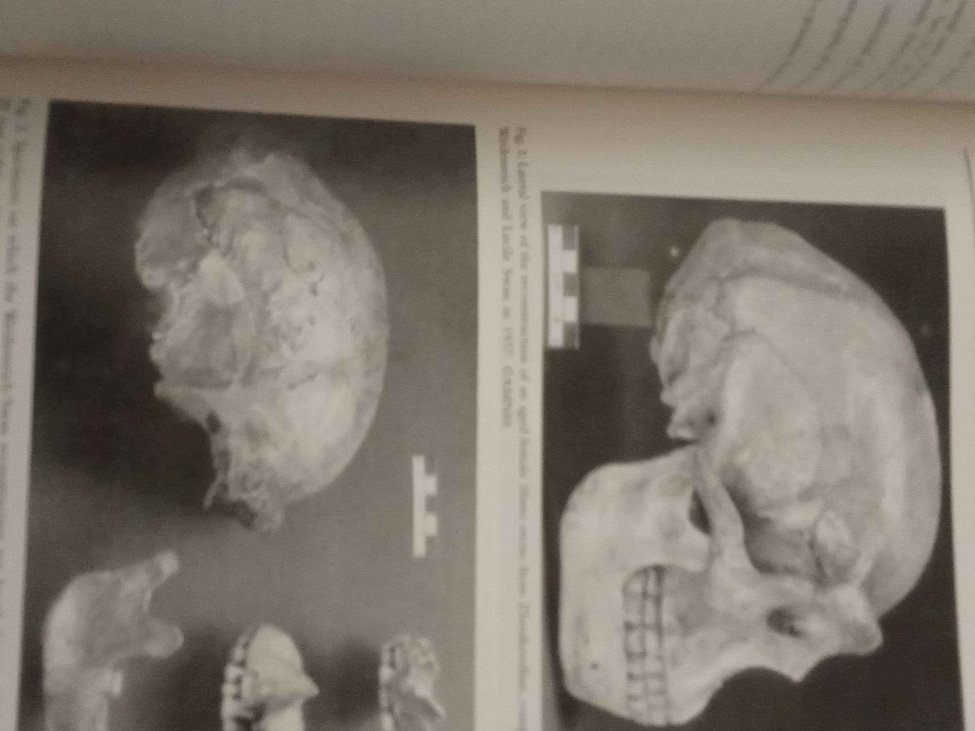 Hominídeos do pleistoceno e a sua distribuição pela eurasia.
