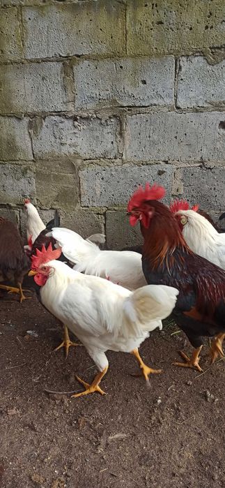 Koguty leghorn i włoszka 2025
