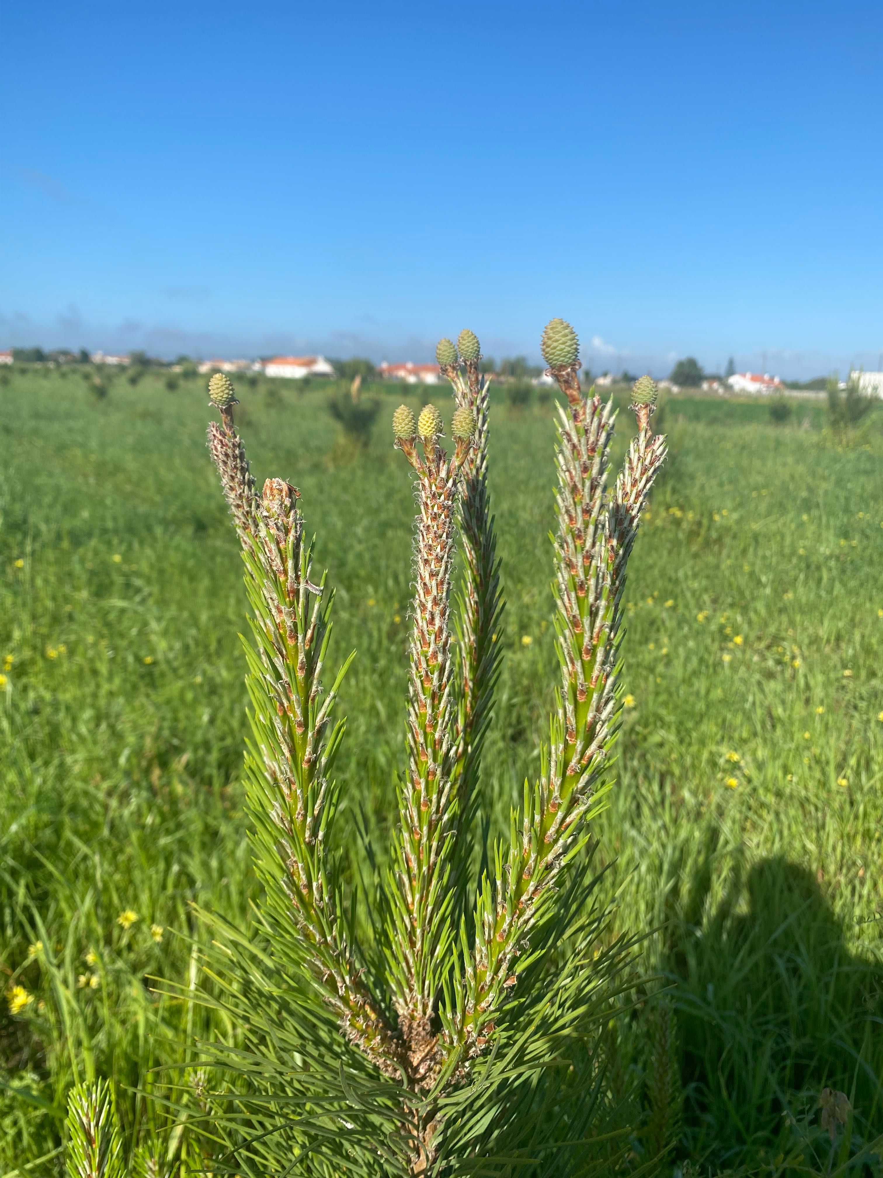 Enxertos Pinheiro Manso