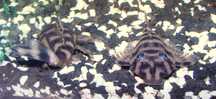 Zbrojnik L-168 Dekeyseria brachyura