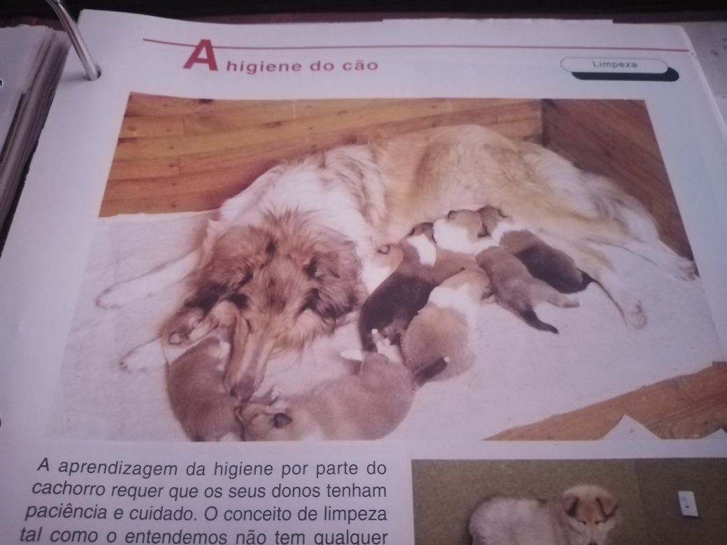 Conhece o seu cão?