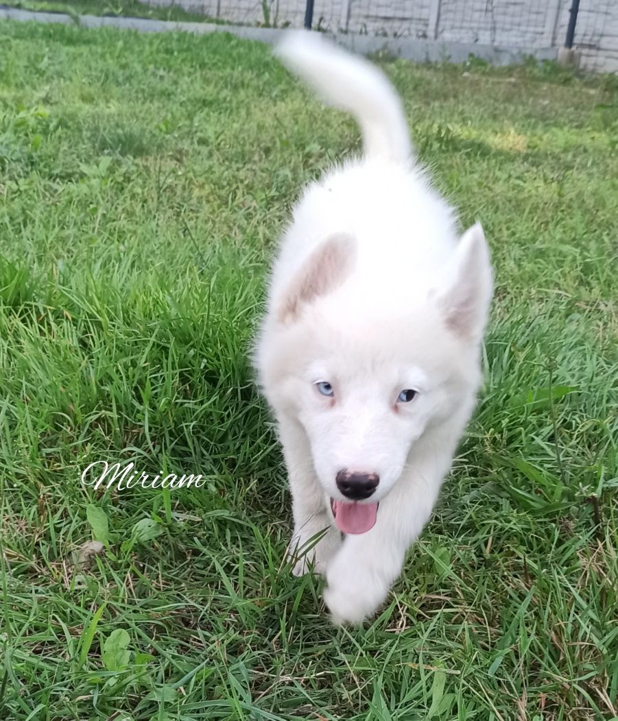 Łajka jakucka nie owczarek nie samojed nie border