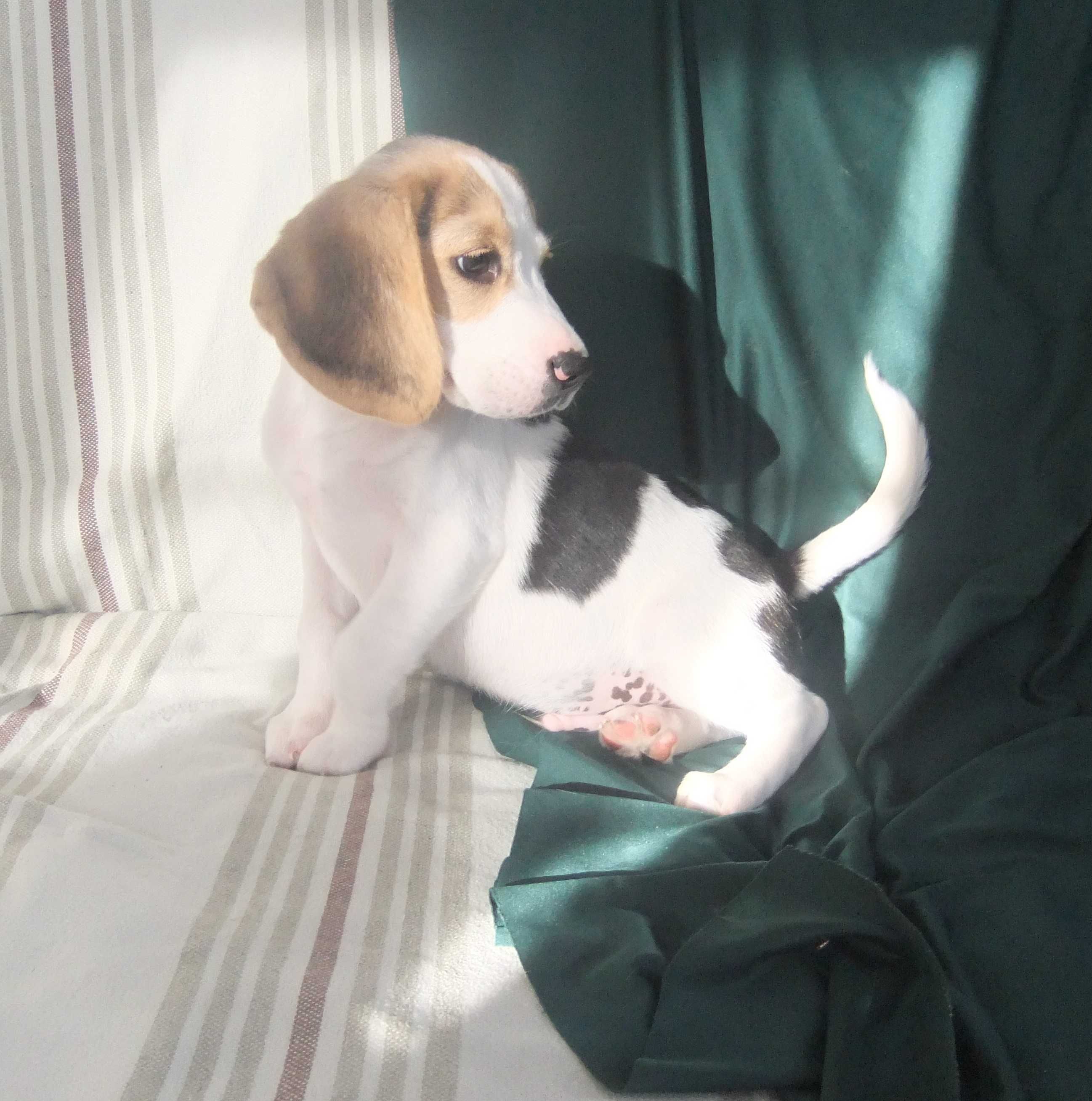 Cachorro beagle excelente morfologia