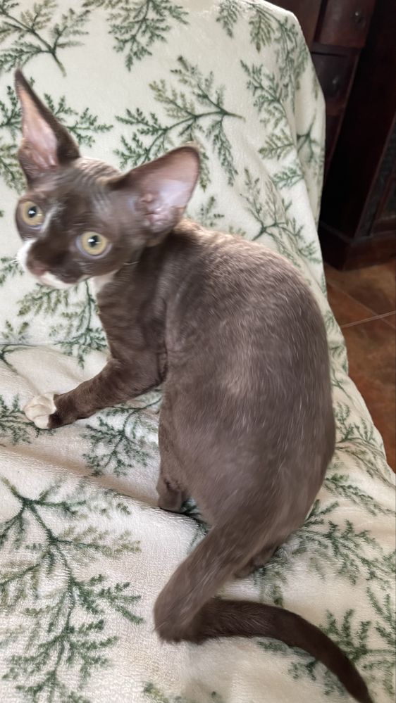 Devon rex czekoladowo bialy kocurek, FPL rodowod