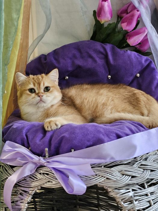 Золотая британская шиншилла кот котята котик хлопчик кіт