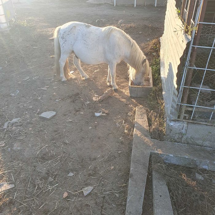 Vendo ponei macho apaluso