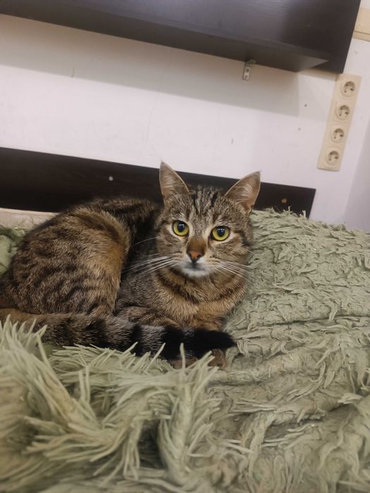 Смугастий зачекався на дім...