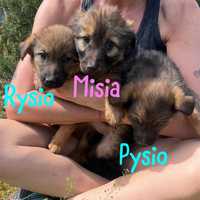 Rysio Misia Pysio