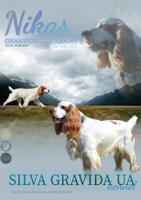 Російський спаніель вʼязка