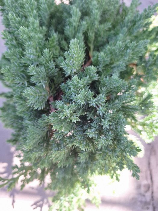 Blue Star можевельник