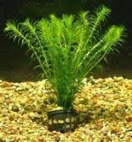 MISIEKZOO Rośliny - Moczarka Kanadyjska