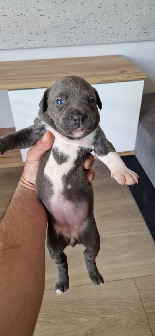 American Staffordshire Terrier Amstaff Blue SUCZKA NR 6