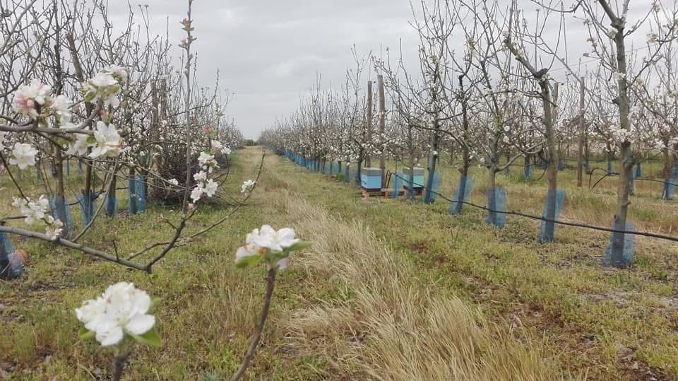Polinizacão de culturas e pomares