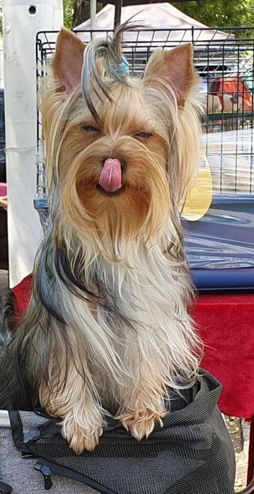 Подрощенные   ЙОРКШИРСКИЕ ТЕРЬЕРЫ ищут заботливую семью