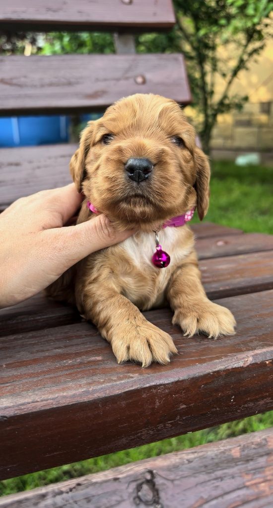 Śliczny szczeniak cocker spaniel