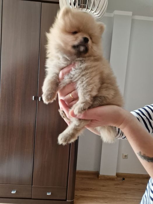 PUCHATY Szpic Miniaturowy