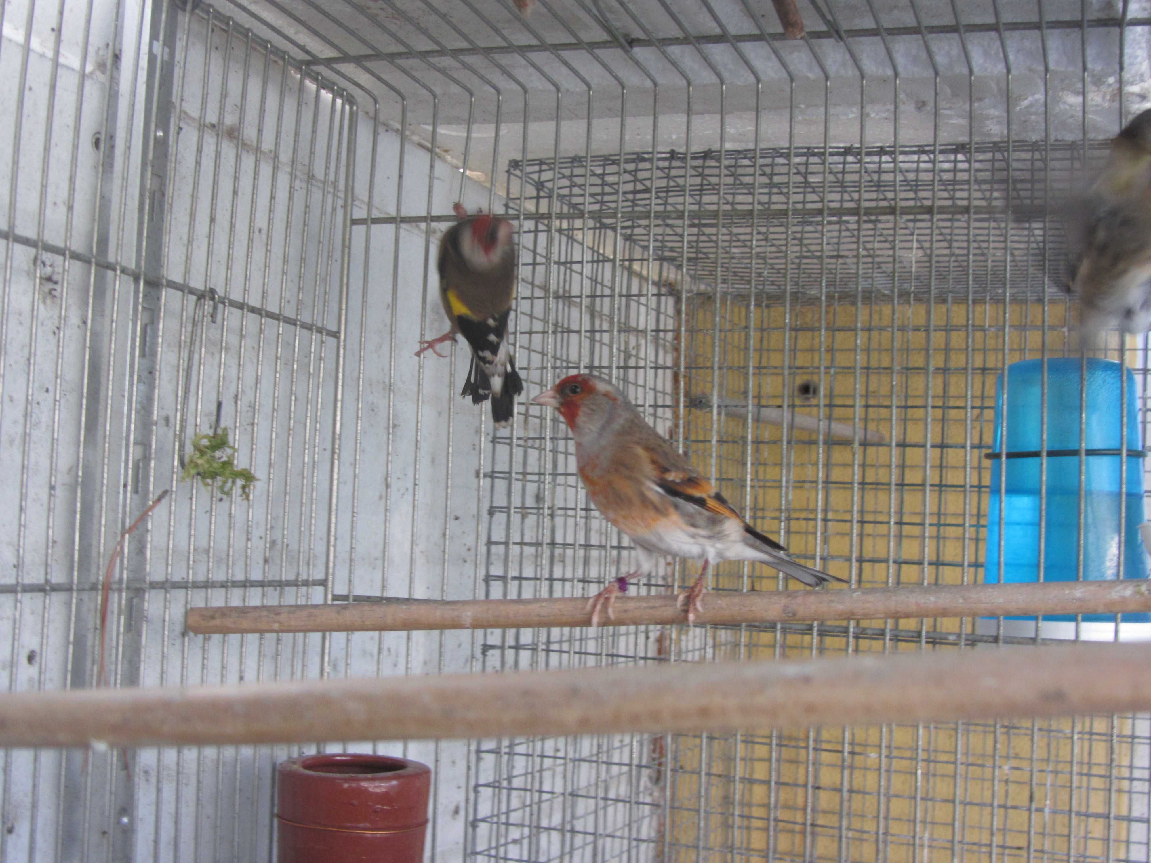 Canarios híbridos