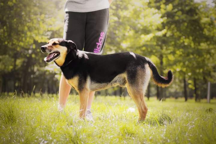 Od szczeniaka w schronisku... Cudowny, kochający psiak do adopcji!