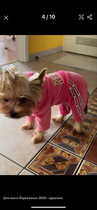 Одяг для собак , комбінезон, костюм