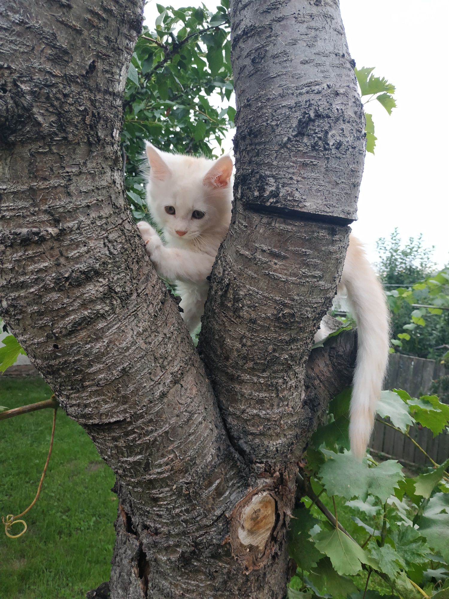 Мейн куны. Ваша мечта здесь.