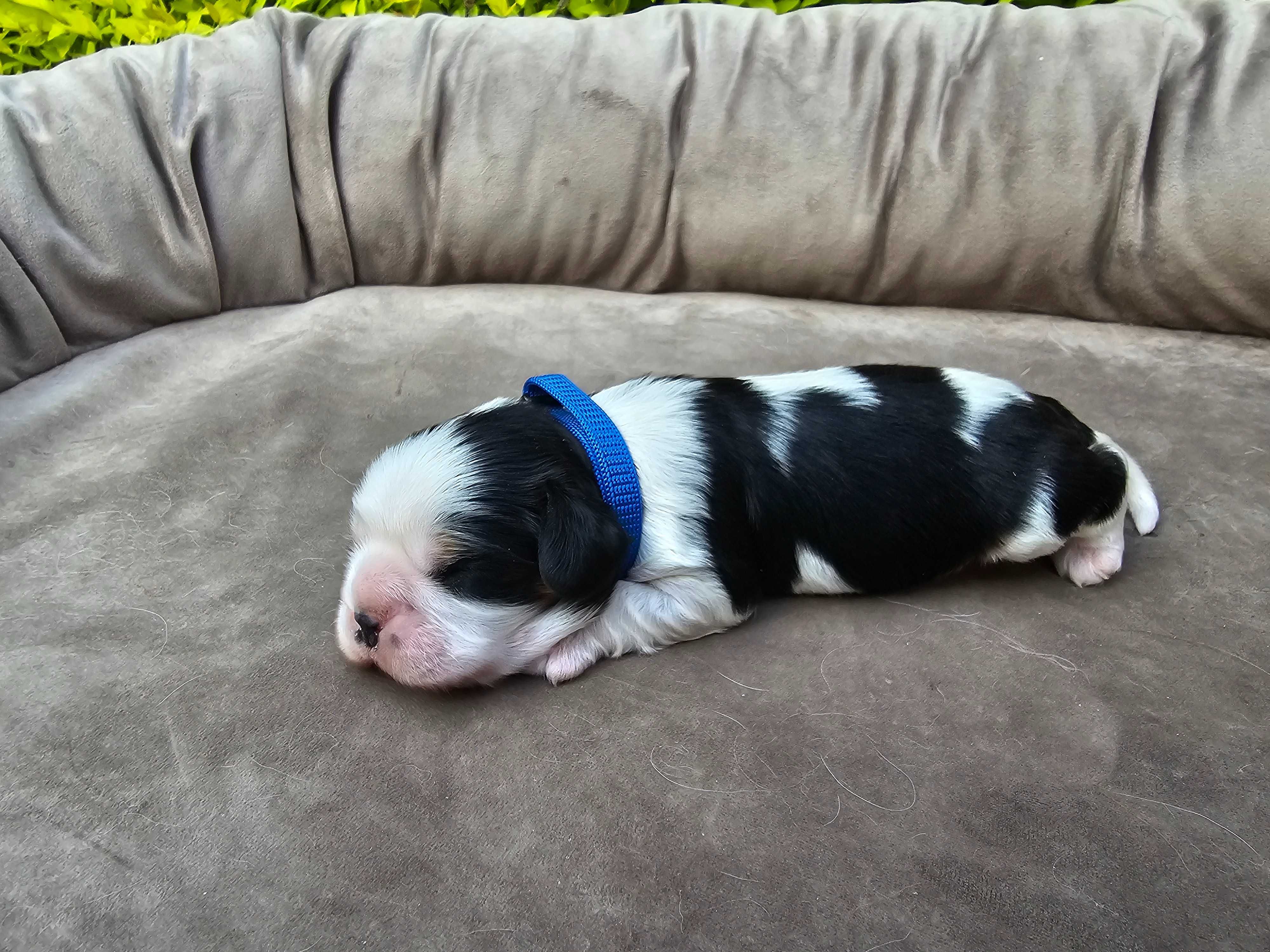 Cavalier King Charles Spaniel