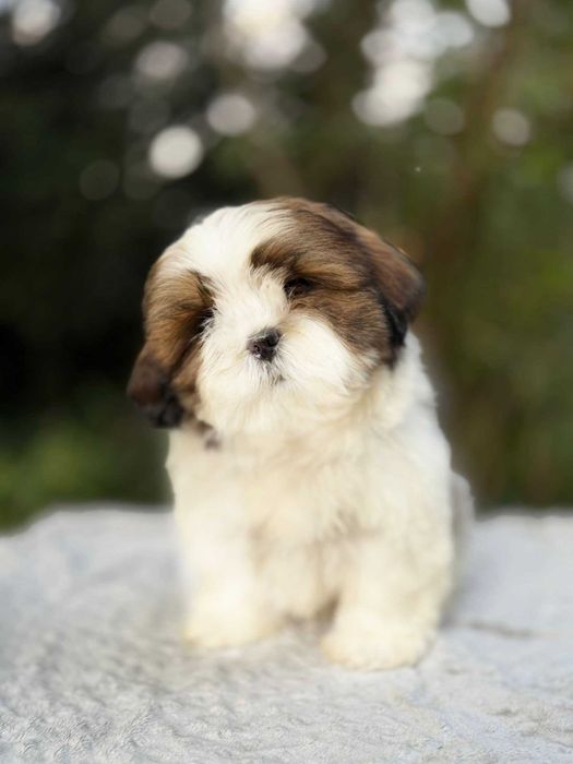 Piesek SHIH Tzu!  Gotowy Do odbioru!