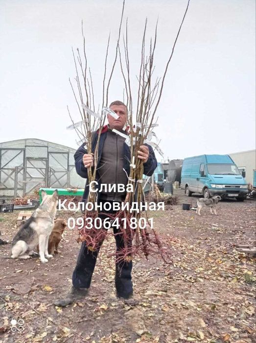 Колоновидные и Карликовые Фруктовые Деревья. Питомник Барабой