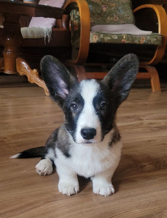 Welsh Corgi Cardigan FCI