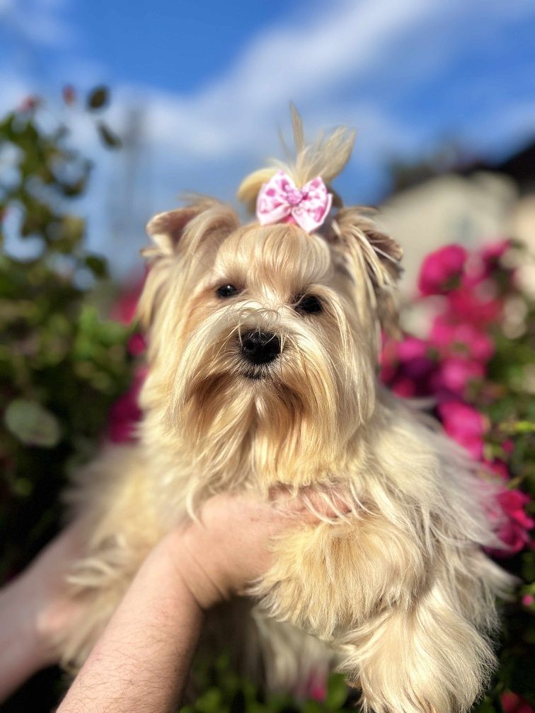 Sunia Yorkshire terrier Golddust