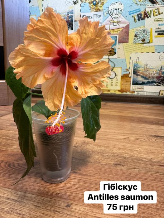 Гібіскус anttilies saumon