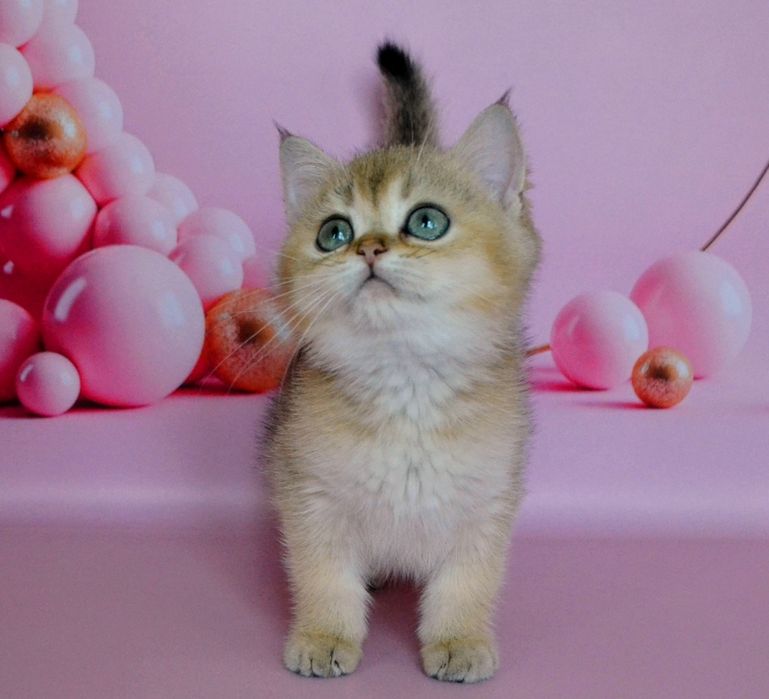 Золотистые шиншиллы котики и кошечки