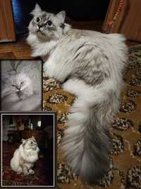 Кошеня пухнасте великої породи з китичками Сибірський колор поінт