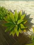 Agaves dragão disponíveis