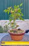 Bonsai Acer Palmatum Yamamomiji