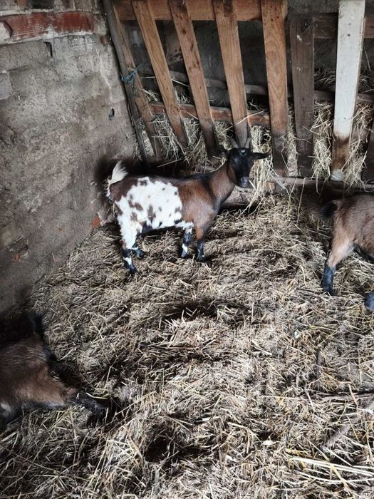 Cabras anas e chibo